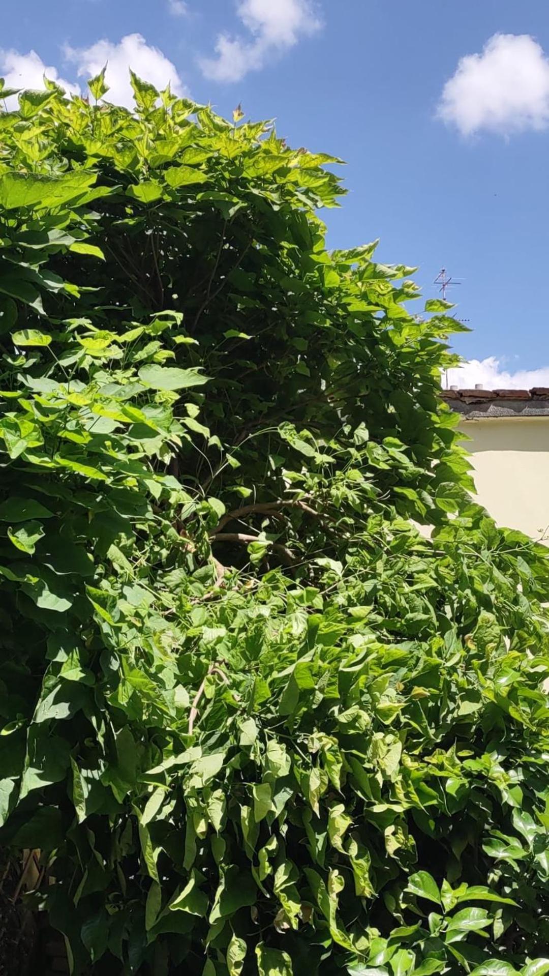 Movie Star Apartment With Garden Florence Exterior photo